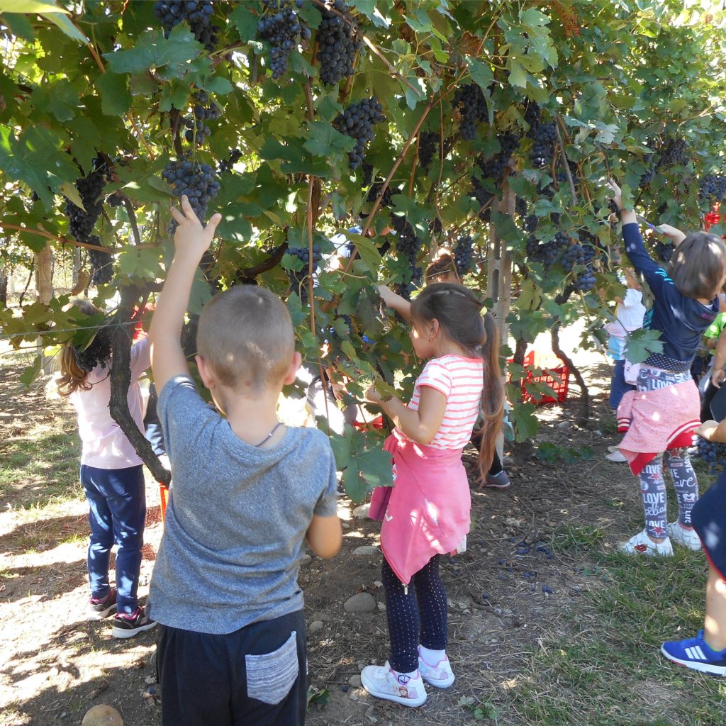 Gita dei bambini tra le vigne per la vendemmia