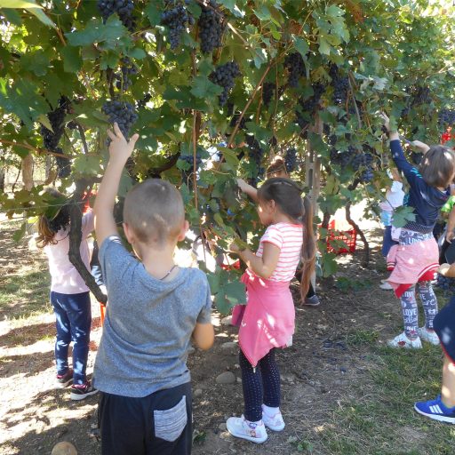 Asilo Regina Maria Cristina Agliè - Bambini in vendemmia